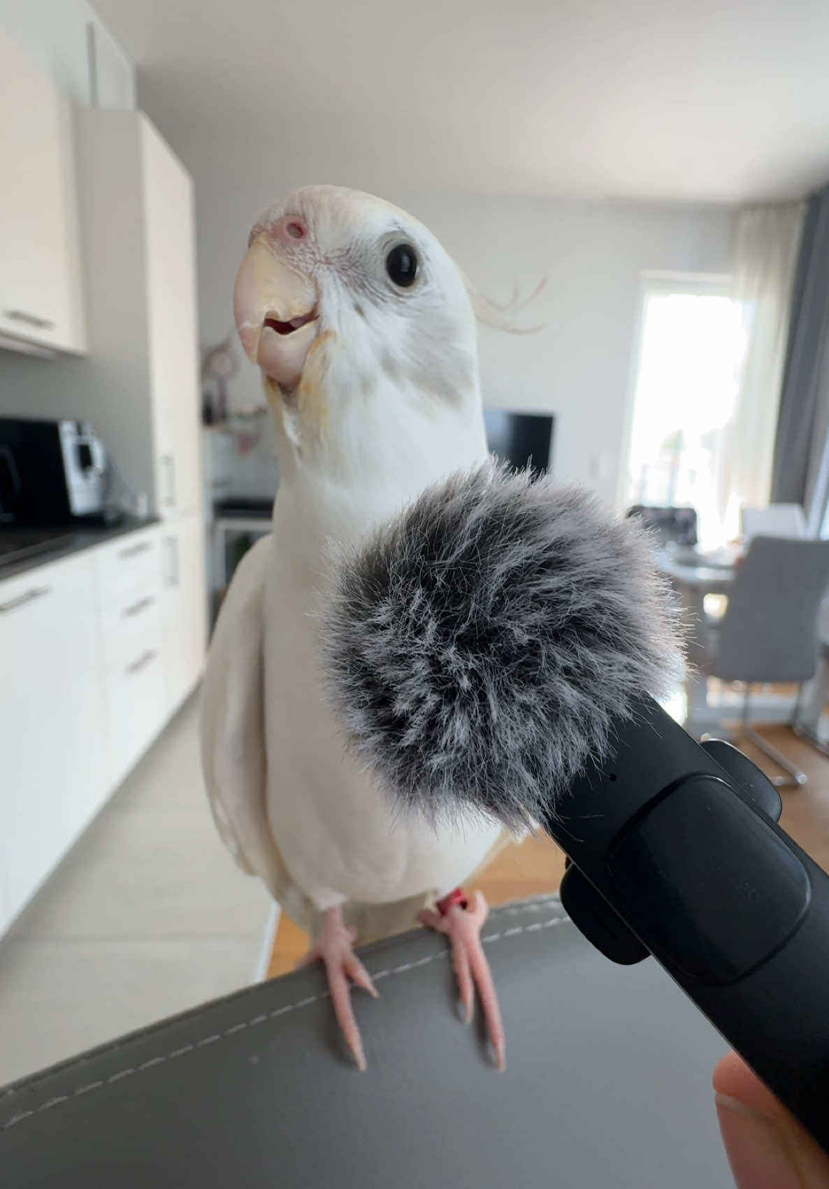 Edek, my cockatiel, singing Don’t Worry Be Happy straight into the microphone - ready for his world tour 🎶🐦🎤🌍 #cockatiel #dontworrybehappy #singingbird #funnybird #parrotsoftiktok #birdtok #corella #edek #birdsoftiktok #cutebird #talentedbird #PetsOfTikTok #parrotlife #worldtour