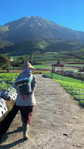 Keindahan sukomakmur dipagi hari 😍😍 . . . . . #magelang24jam #WisataAlam #sukomakmurmagelang #ExploreKaliangkrik #wisatamagelang 