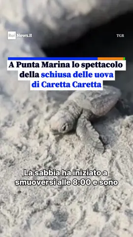 La sabbia ha iniziato a smuoversi alle otto, e sono spuntate le prime teste dalla spiaggia di Punta Marina, lungo il litorale ravennate. Le piccole tartarughe erano attese da una cinquantina di giorni, il nido monitorato 24 ore su 24 dai volontari e dai biologi di Tao e Cestha. Le Caretta Caretta si sono dirette verso il bagnasciuga, ma le scogliere avrebbero reso difficile l’accesso al mare aperto e allora gli scienziati le hanno aiutate a prendere il largo. Una nidificazione era già andata a buon fine nel 2023, a Cervia. Anche lì la schiusa era stata documentata, evento rarissimo nell’Adriatico settentrionale. Ma il cambiamento climatico, con il conseguente riscaldamento del mare, sta portando sempre più tartarughe a deporre le uova da queste parti. E alcune sono ancora sotto la sabbia, perciò il nido rimarrà transennato in attesa delle ‘ritardatarie’. Nel servizio di Samuele Amadori le interviste a Simone D’Acunto, direttore di Cestha, e Andrea Ferrari, biologo marino di Tao.  Guarda il video su RaiNews.it
