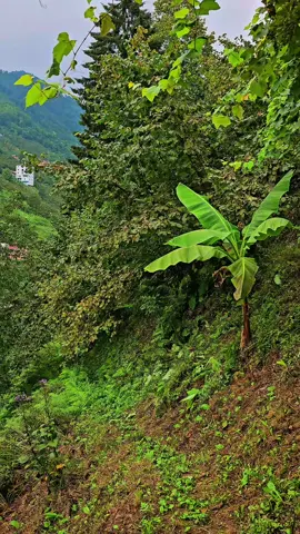 Önce doğanın huzuruna kapılacaksınız, sonra videonun sonunda çalan şarkının sözleri gibi fındığın bünyeye bıraktığı yorgunluğu hissedeceksiniz. 🌿🎶 #Doğa #Karadeniz #Trabzon #çifteköprüköyü #doganinkalbikaradeniz 