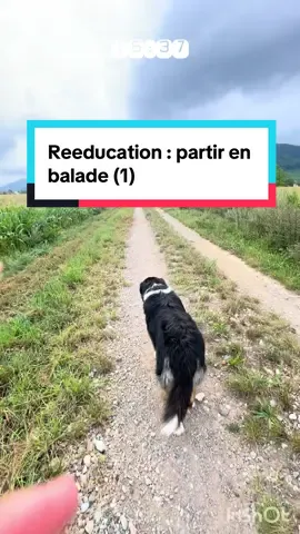 Les balades c’est vraiment une preuve en ce moment 🥲 #DogTraining #educationcaninepositive #positivedogtraining #chienreactif #reactivedog 