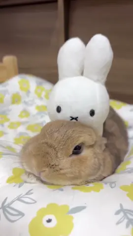 うさぎonこた🐰🤍 乗せられてもされるがまま〜🍒 #可愛い   #うさぎ  #rabbit #bunny #癒し