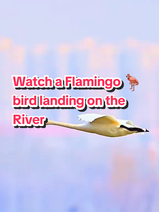 Watch a flamingo 🦩 bird landing on the River #flamengo #bird #landing #foryoupage #fyp 