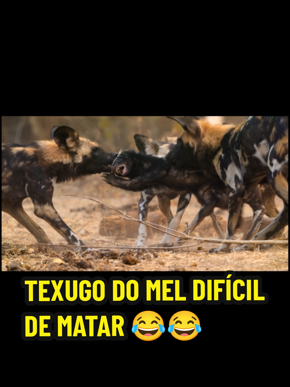 TEXUGO DO MEL 🦡 DIFÍCIL DE MATAR 😂#natureza #fypシ゚ #fypシ゚ #fypシ゚ #fypシ゚ 