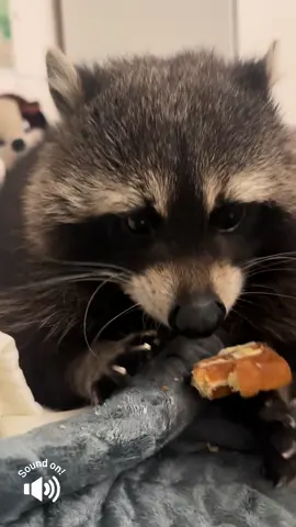 Sonntag.Da gibt es manchmal  eine lecker Waffel mit bisschen Margarine 🧇😋Das schmeckt Scippie ganz besonders gut ☺️❤️🦝😋#delicious #funnytiktok #cutebaby #fyp #videoviral 