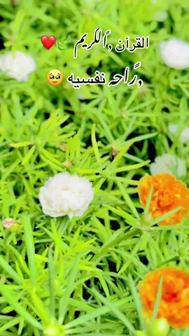 #قران_كريم #