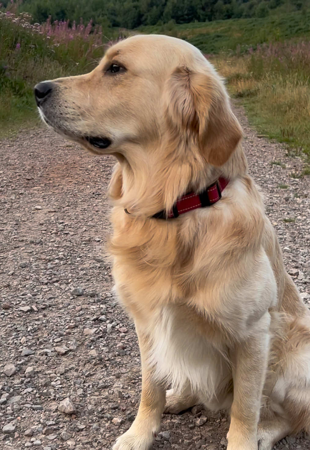 Stay ‘til the end for the bonus clip 👀😂 #GoldenRetriever #DogLife #DogTok #GoldenRetrieverLife #mrdouglas 