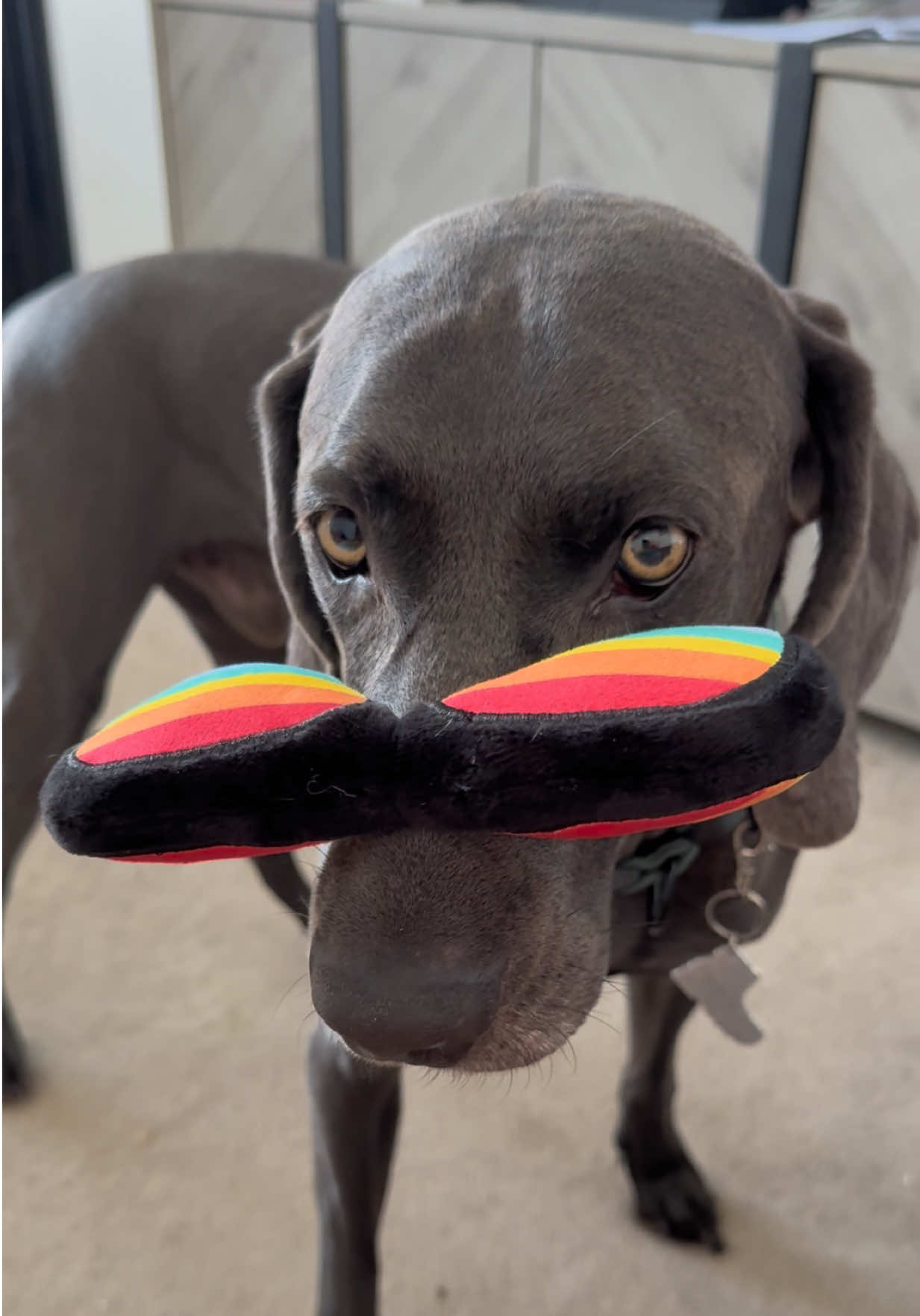 I’ve had enough of you today mother!  @Furtheloveoftoys #dogtok #dogsoftiktok 