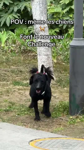 #drole #rire #chien #challenge #gabon🇬🇦 