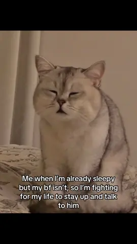 #Relationship #catsoftiktok #relationshipmemes #catmeme #girlfriend 