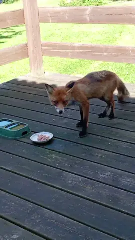 Wild fox eating In the backyard #wildlifegarden #wildfoxfeeding #fox 