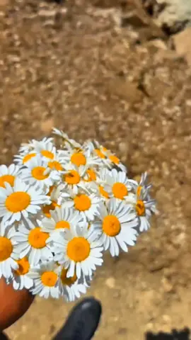 Yoksa hayal, düş mü gelir?
