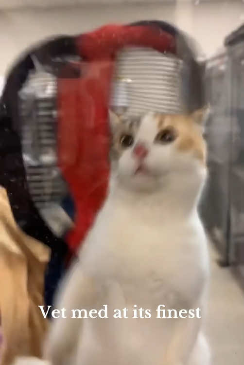 When your cat sees the vet and tries to make a great escape…#cat #catsoftiktok #funnycat #funnyvideo #funnytiktok #fyp #foryou #tiktok 