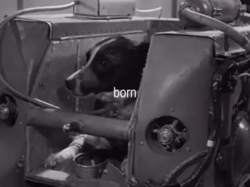 eu choro tá #naoflopaporfavor #laika #feliccethespacecat #ham #space