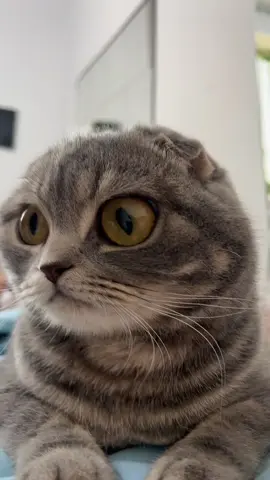He’s plotting something… I can feel it 👀 #catsoftiktok #fyp #funnycats #meow #viral