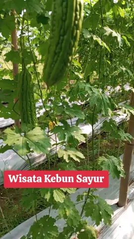 Wisata Kebun Sayur #wisatakebunsayur #jebunpare