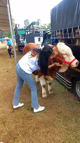 #promoseruweekend #peternak milenial sapi #sapiviral #sapi #peternakmuda @Semua Orang258 