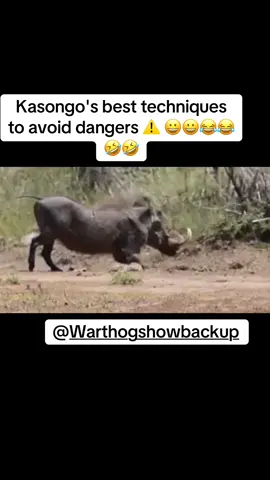 Kasongo's best techniques to avoid dangers ⚠️ 😀😀😂😂🤣🤣#warthog #funnyanimals #gazelle #kasongo #kasongofunnyvideos 