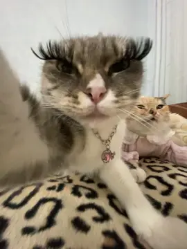тгк: Хлоя и Фрейя | купить сигну можно там - закреп пост🐈 #рек #хлояифрейя 