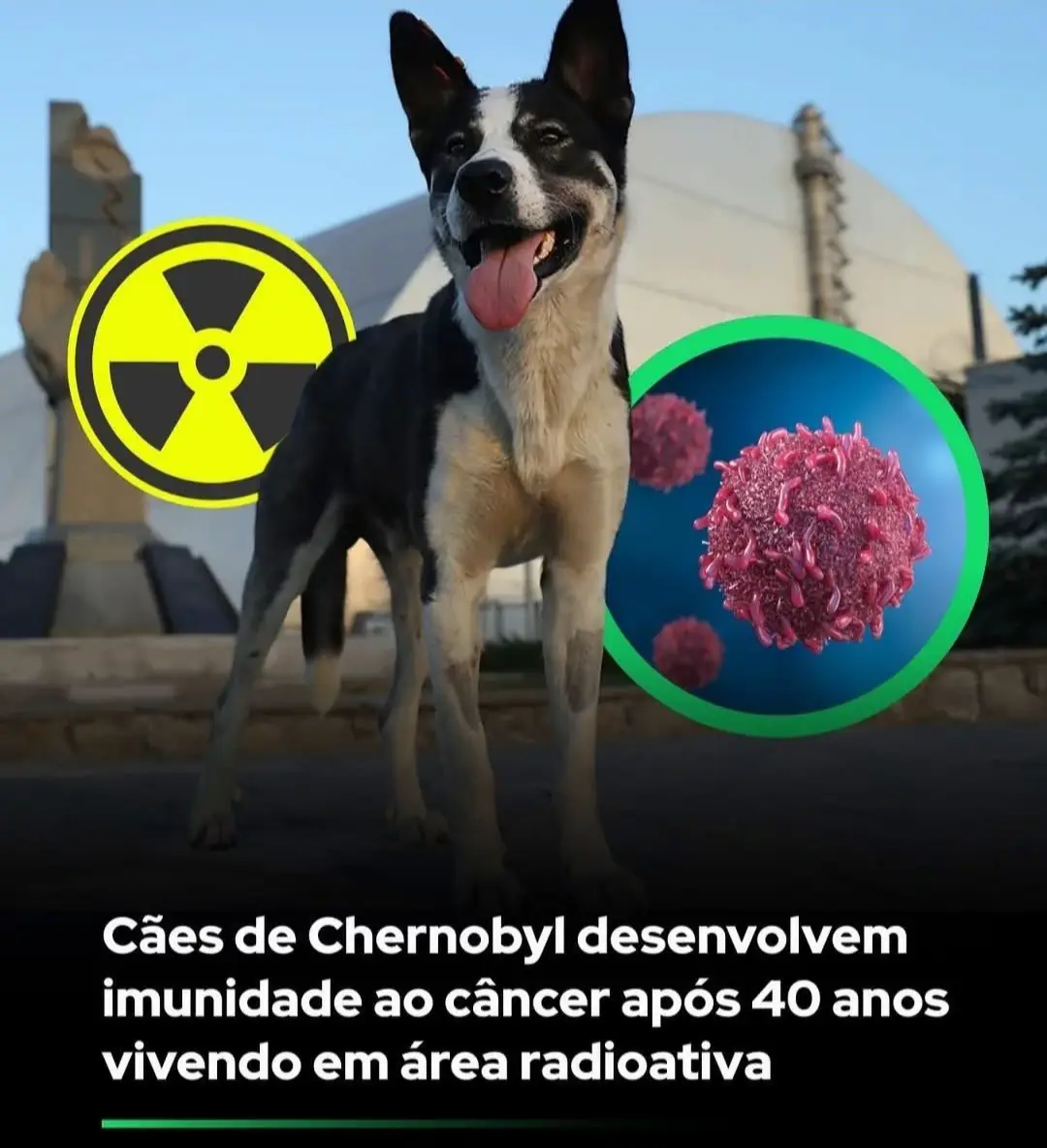 Após quase quatro décadas vivendo na zona de exclusão de Chernobyl, DESCENDENTES dos cães abandonados durante o desastre nuclear de 1986 estão chamando a atenção da ciência. Um estudo publicado na revista Science Advances, liderado por Gabriella J. Spatola e Timothy A. Mousseau, analisou amostras de sangue de 302 cães coletadas entre 2017 e 2019. Os resultados indicam que alterações genéticas nesses animais parecem estar relacionadas à adaptação ao ambiente radioativo, e não apenas a danos causados pela radiação. Os cães vivem em três regiões distintas: nas proximidades da usina nuclear, na cidade fantasma de Chernobyl e em Slavutych, a 45 km do epicentro. Aqueles que habitam a área da usina apresentam um código genético mais uniforme, enquanto os de Slavutych exibem traços de raças domésticas recentes, como labradores e yorkshires. Ao todo, foram identificadas 15 famílias genéticas, com herança de raças como pastor-alemão, boxer e rottweiler. Mais de 390 regiões do genoma mostraram alterações associadas à reparação de DNA e à resposta imunológica, sugerindo que a seleção natural pode estar favorecendo indivíduos mais resistentes à radiação. Pesquisas anteriores já haviam revelado que lobos da região apresentam resistência ao câncer, e agora os cães parecem seguir o mesmo padrão. Para os cientistas, entender essa adaptação pode trazer avanços para a medicina, a saúde ambiental e até para missões em ambientes extremos, como o espaço. Em meio a prédios em ruínas e trilhos enferrujados, os cães de Chernobyl não apenas resistiram ao tempo e à radiação — eles podem estar evoluindo para prosperar em um dos lugares mais hostis do planeta. Reprodução: BBC #curiosidades #noticias #cura #caes #chernobyl