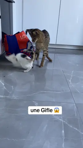 oula #pourtoi #chat #jul 