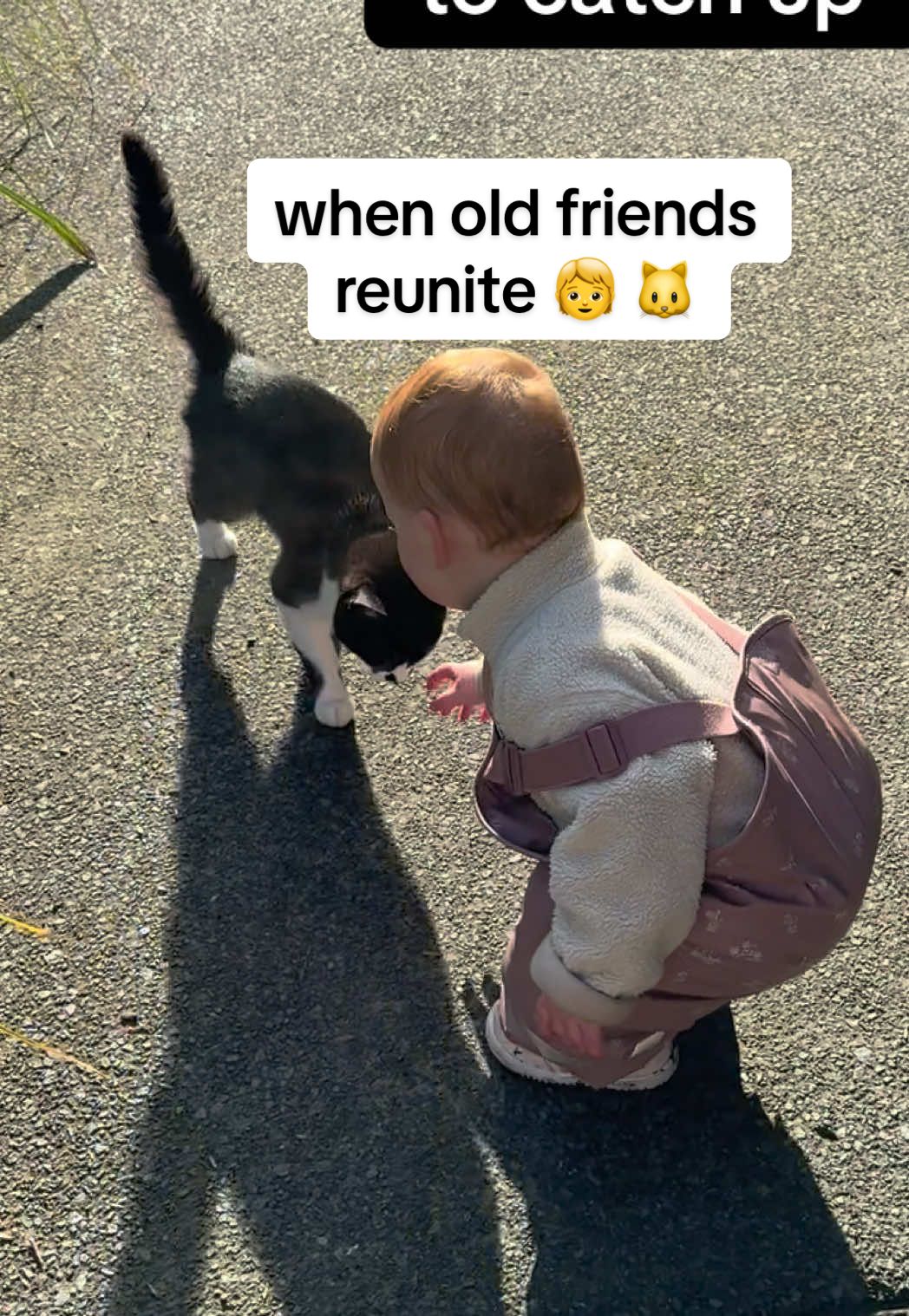 when old friends reunite 🐱 🧒  #bestiesforever #catlife #fyp #weekends #reunion 