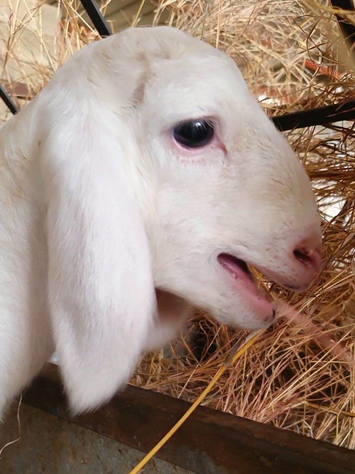 Funny animals | part 49😂😂😂😂#fypシ゚ #fypシ゚viral🖤tiktok #🤣 