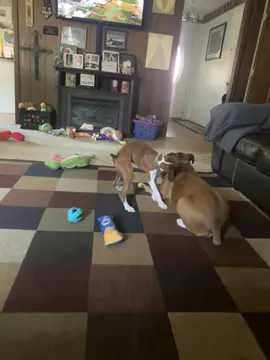 ##itsacrazyboxerlife Hollie&Chloe #itsacrazyboxerlife 