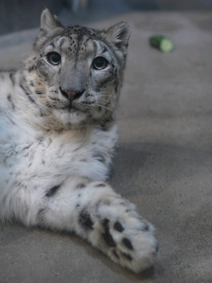 ジーマも🥒に興味あるの？！😳 って、すぐに我に返るやん😂 ⁡ ⁡#いしかわ動物園⁡ ⁡ #ユキヒョウ ⁡ ⁡ #ジーマ