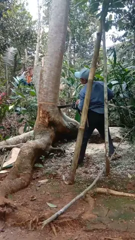 junior operator skill, kalau tak cepat menghindar ,mungkin sudah pindah lokasi #woodworking  #chainsaw #indonesia 
