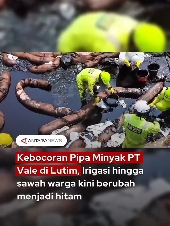 Ramai video yang memperlihatkan pipa minyak milik PT Vale Indonesia Tbk di Desa Lioka, Kecamatan Towuti, Luwu Timur, mengalami kebocoran. Akibat insiden tersebut, saluran irigasi hingga sawah warga berubah warna menjadi hitam pekat pada Sabtu (23/8/2025). Dalam video tersebut, terlihat aliran minyak hitam pekat masuk ke irigasi lalu merembes ke sawah warga. Ketua Pospera Towuti, Ulla, menyebut luapan minyak juga meluas ke sungai hingga Danau Towuti, membuat persawahan sekitar tercemar. Menanggapi hal tersebut, PT Vale langsung mengaktifkan prosedur tanggap darurat dan menurunkan tim Emergency Response Group (ERG). Petugas di lokasi tampak berusaha mengeruk air yang bercampur minyak agar tidak semakin meluas ke lahan warga. Head of Corporate Communication PT Vale, Vanda Kusumaningrum, mengatakan penyebab kebocoran masih diselidiki. Saat ini, fokus utama adalah menghentikan kebocoran dan memitigasi dampaknya bagi masyarakat serta lingkungan. #pipaminyakbocor #towuti #sawah #irigasihitam #fyp 