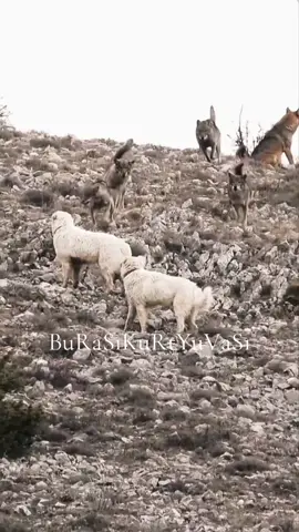 #🐺🌑☪️Karanlik_melek ☪️🌑🐺#Siyah_melek #Karanlik_melek #kurt #wolf 