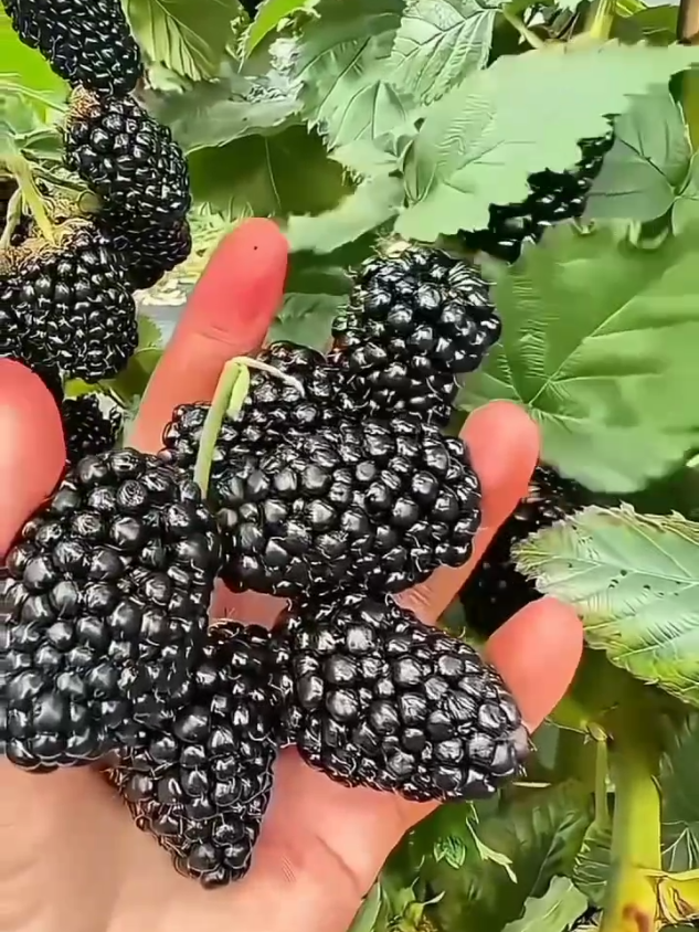 #fruits #nature #beauty #foryou #foryourpage 