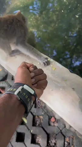 Interesting monkey #funny #funnyvideos #foryou #fyp #pet  