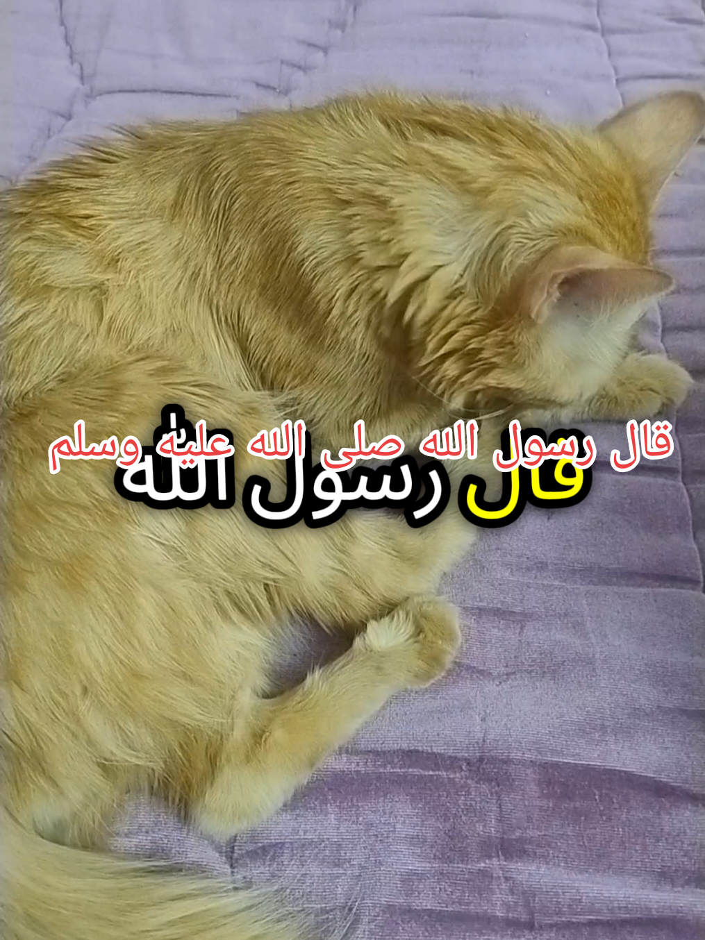 قال رسول الله صلى الله عليه وسلم  #pourtoii #Tips #قالرسول_الله_محمد #quran #mohamed_bouabdellaoui 