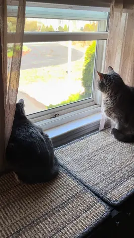 These two old ladies like to gossip in the window #cat #gossip #catsoftiktok #hangingout #catmomlife 