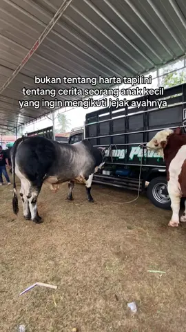 bismillah yo pak #kandangpedalaman #festivalternak #sapisuper 