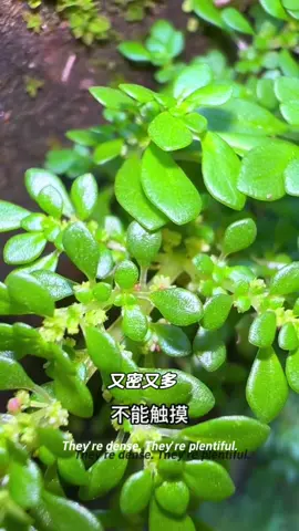 細葉冷水花、我們叫它透明草牆角石縫常看到你聽過它的價值嗎#大自然的 饋贈