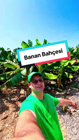 Banan Bagçasy  #banan #muz #yashylsuleyman #suleymangarahanov #alanya 
