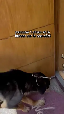 #duo avec @MBK.world.pets #rescue 