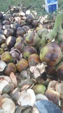proses kupas buah lontar