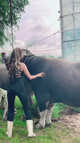 เด้ๅ#น้องควายฉลาดแสนรู้ #viralvideo #viral?videotiktok #เจ้าjr 