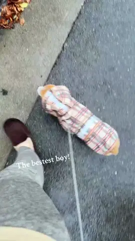 Dogs are the best helpers.🤣🥰#dog#funny#funnyanimals#funnypets#animals #dogsofttiktok #pet #foryou #longervideos