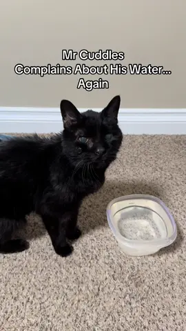 A morning complaint from Mr Cuddles. Mama did not get to sleep in this morning because he disapproved of the water level 😆 #seniorcat #grumpycat #catlovers #catsoftiktok #cutecat 
