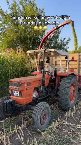 Şöför ihtiyacı olan yorumlara yazsın 😂😂🚜🌽🦮 #tarım #hayvancılık #köpek #köpekvideoları #traktör @Servet Baykara @Nazmi Can Baykara 