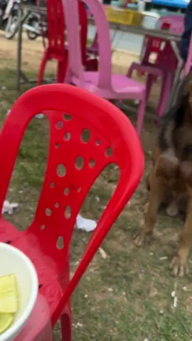 Dog 🥱#dog #dogsoftiktok #dogviral 