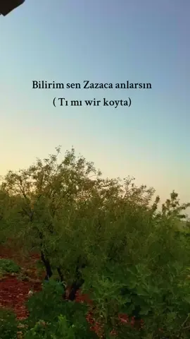 🫶🫠#zazaca#fypage#keşfet#amed 