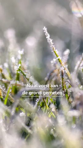 Het heeft vannacht aan de grond gevroren. ❄️ #NUnl #Nieuws #Vriezen #Grondvorst