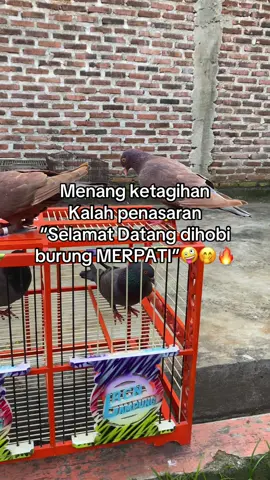 cobain sendiri🤣 #fyp #merpatikolong #merpatikolongmeja #merpatiindonesia 