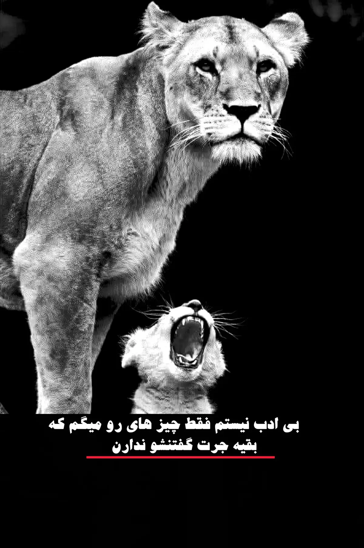 #بقیع جرت گفتنشو ندارن 🖐🏿💀#fyp #foryou #لایک_فالو_یادتان_نره_عزیزان_دل❤️ 
